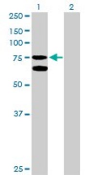 Anti-GARS antibody produced in rabbit purified immunoglobulin, buffered aqueous solution