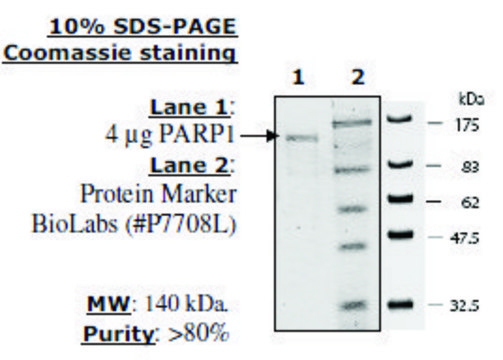 PARP1 Active human recombinant, expressed in baculovirus infected insect cells, &#8805;80% (SDS-PAGE)