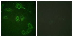 Anti-COT antibody produced in rabbit affinity isolated antibody