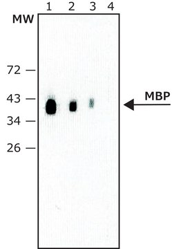 Monoclonal Anti-Maltose Binding Protein (MBP) antibody produced in rat 1.0&#160;mg/mL, clone MBP 7G4, purified immunoglobulin