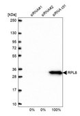 Anti-RPL8 antibody produced in rabbit Prestige Antibodies® Powered by Atlas Antibodies, affinity isolated antibody, buffered aqueous glycerol solution