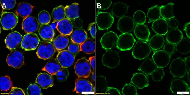 Anti-CD1d Antibody, clone 51.1 ZooMAb&#174; Mouse Monoclonal recombinant, expressed in HEK 293 cells