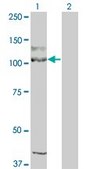 ANTI-KIT antibody produced in mouse clone 1G1, purified immunoglobulin, buffered aqueous solution