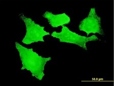 Monoclonal Anti-CDKL2 antibody produced in mouse clone 1F6, purified immunoglobulin, buffered aqueous solution