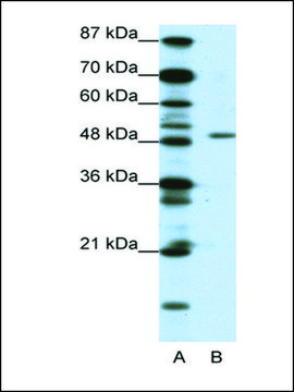 Anti-DPF2 antibody produced in rabbit IgG fraction of antiserum