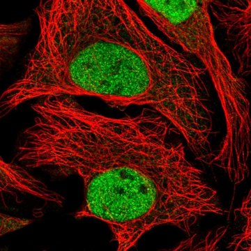 Anti-WDR5 antibody produced in rabbit Prestige Antibodies&#174; Powered by Atlas Antibodies, affinity isolated antibody