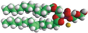 16:0-18:1 PG（磷脂酰甘油） Avanti Research&#8482; - A Croda Brand