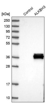 Anti-ALKBH3 antibody produced in rabbit Prestige Antibodies&#174; Powered by Atlas Antibodies, affinity isolated antibody, buffered aqueous glycerol solution