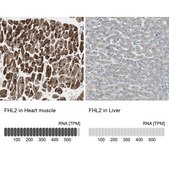 抗-FHL2 兔抗 Ab1, Prestige Antibodies® Powered by Atlas Antibodies, affinity isolated antibody, buffered aqueous glycerol solution