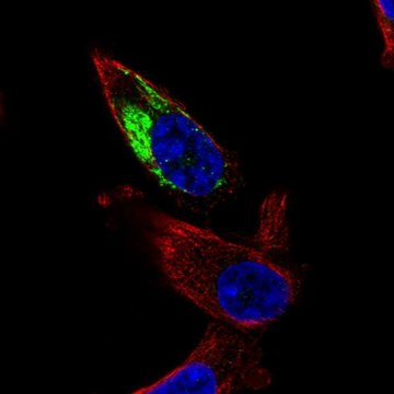 Anti-NDUFA11 antibody produced in rabbit Prestige Antibodies&#174; Powered by Atlas Antibodies, affinity isolated antibody