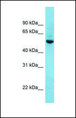 Anti-SHB, (N-terminal) antibody produced in rabbit affinity isolated antibody