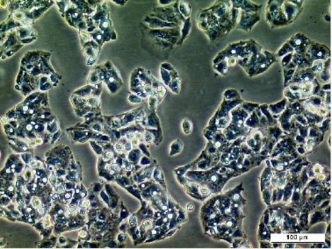 Hep G2 Cell Line human 85011430, hepatocyte carcinoma