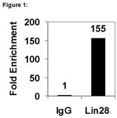 RIPAb+ Lin28 - RIP Validated Antibody and Primer Set serum, from rabbit