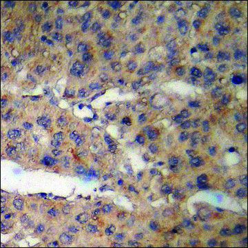 Anti-phospho-Abl (pTyr412) antibody produced in rabbit affinity isolated antibody