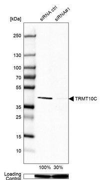 抗-TRMT10C 兔抗 Prestige Antibodies&#174; Powered by Atlas Antibodies, affinity isolated antibody, buffered aqueous glycerol solution