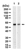 Anti-METTL4 Antibody, clone 2I6 ZooMAb® Rabbit Monoclonal recombinant, expressed in HEK 293 cells