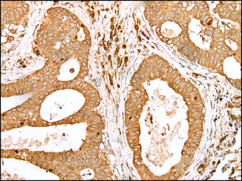 Anti-PRDX4 affinity isolated antibody