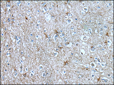 Anti-BMP1 affinity isolated antibody