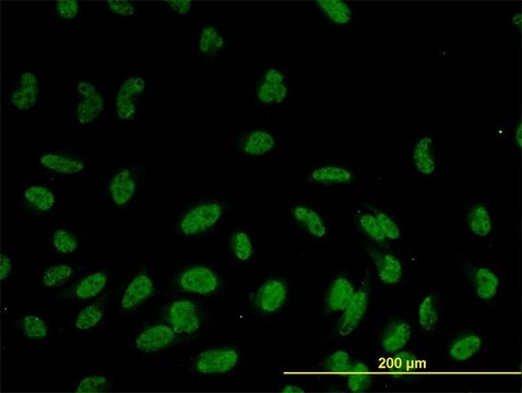 Monoclonal Anti-GOLPH4 antibody produced in mouse clone 5E11, purified immunoglobulin, buffered aqueous solution