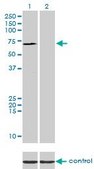 Monoclonal Anti-SP110 antibody produced in mouse clone 8C8, purified immunoglobulin, buffered aqueous solution