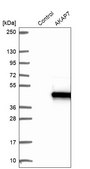 Anti-AKAP7 antibody produced in rabbit Prestige Antibodies® Powered by Atlas Antibodies, affinity isolated antibody, buffered aqueous glycerol solution