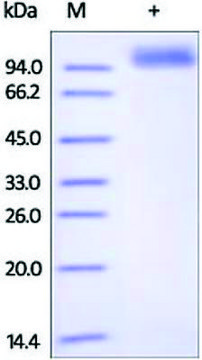 ErbB2/HER2/CD340 human recombinant, expressed in HEK 293 cells, &#8805;95% (SDS-PAGE)