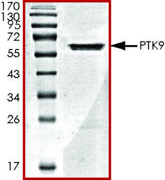 PTK9, GST tagged human recombinant, expressed in baculovirus infected Sf9 cells, &#8805;70% (SDS-PAGE), buffered aqueous glycerol solution