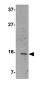 Anti-Norrin Antibody from rabbit, purified by affinity chromatography
