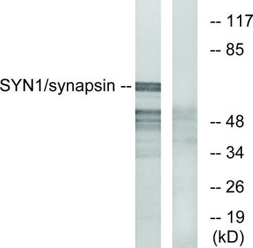 Anti-Synapsin, N-Terminal antibody produced in rabbit affinity isolated antibody