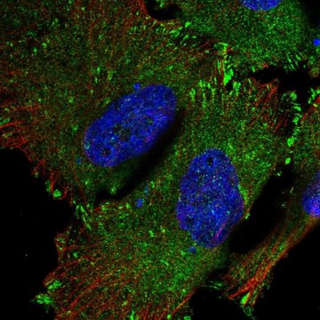 Anti-SRP68 antibody produced in rabbit Prestige Antibodies&#174; Powered by Atlas Antibodies, affinity isolated antibody