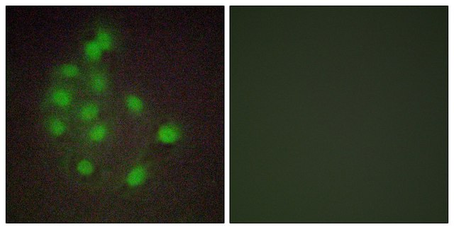 Anti-HAND1 antibody produced in rabbit affinity isolated antibody