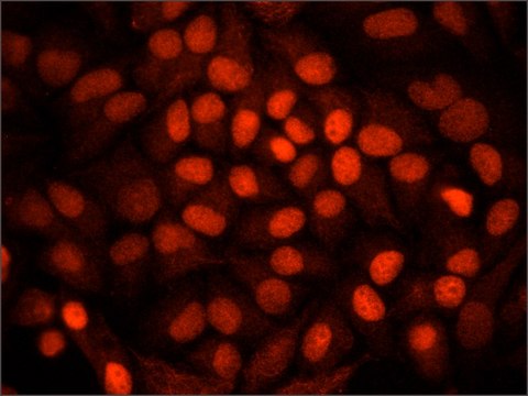 Anti-SMAD2 antibody produced in rabbit ~1.0&#160;mg/mL, affinity isolated antibody