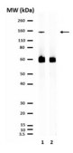 Anti-Collagen Type I Antibody from rabbit, purified by affinity chromatography