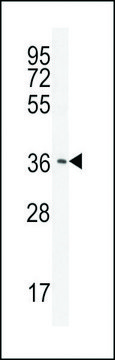 ANTI-CAF-1(N-TERMINAL) antibody produced in rabbit affinity isolated antibody, buffered aqueous solution