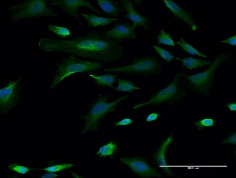 Monoclonal Anti-CBLL1, (N-terminal) antibody produced in mouse clone 3B12, purified immunoglobulin, buffered aqueous solution