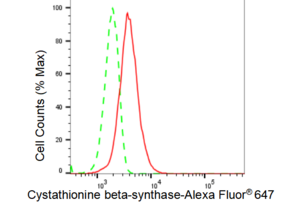 KD-Validated Anti Cystathionine beta-synthase Antibody, clone 23GB3800, Rabbit Monoclonal clone 23GB3800, recombinant rabbit monoclonal, expressed in HEK293 cells