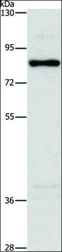 抗-NOL9 兔抗 affinity isolated antibody