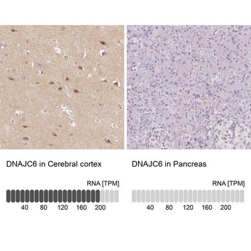 Anti-DNAJC6 antibody produced in rabbit Prestige Antibodies&#174; Powered by Atlas Antibodies, affinity isolated antibody, buffered aqueous glycerol solution