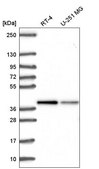 Anti-ST8SIA4 antibody produced in rabbit Prestige Antibodies® Powered by Atlas Antibodies, affinity isolated antibody