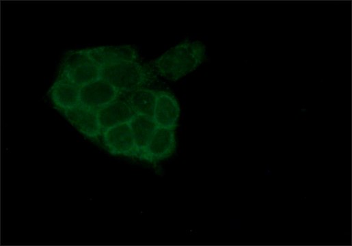 Anti-&#945;-E-Catenin antibody produced in rabbit IgG fraction of antiserum, buffered aqueous solution