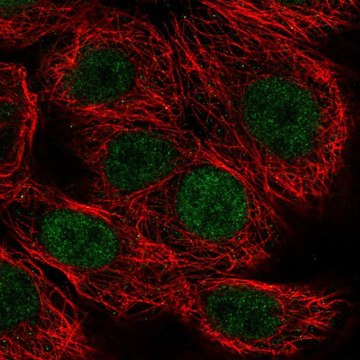 Anti-MAZ antibody produced in rabbit Prestige Antibodies&#174; Powered by Atlas Antibodies, affinity isolated antibody