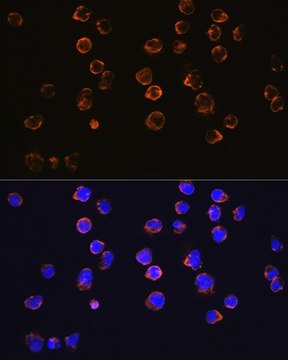 Anti-CD27 antibody produced in rabbit