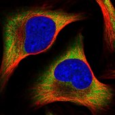 Anti-PABPC4 antibody produced in rabbit Prestige Antibodies® Powered by Atlas Antibodies, affinity isolated antibody