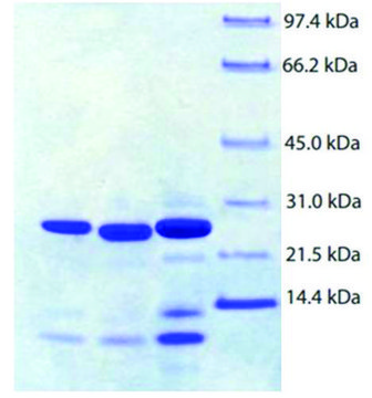 Trypsin Pancreas from human pancreas &#8805;95% (SDS-PAGE)