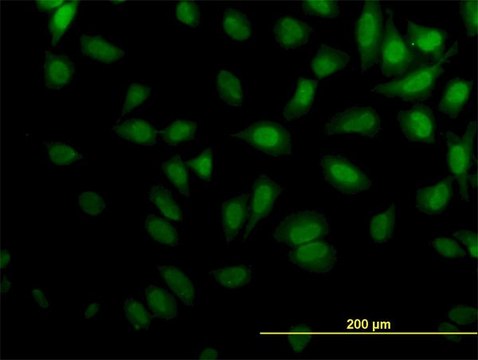 Monoclonal Anti-KPTN antibody produced in mouse clone 1C7, purified immunoglobulin, buffered aqueous solution