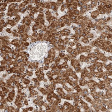 Anti-SERAC1 antibody produced in rabbit Prestige Antibodies&#174; Powered by Atlas Antibodies, affinity isolated antibody, buffered aqueous glycerol solution, Ab1