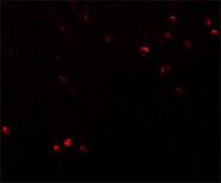 Anti-SPRYD3 antibody produced in rabbit affinity isolated antibody