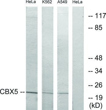 Anti-CBX5 antibody produced in rabbit affinity isolated antibody