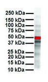 Anti-CCND1 (ab3) antibody produced in rabbit affinity isolated antibody