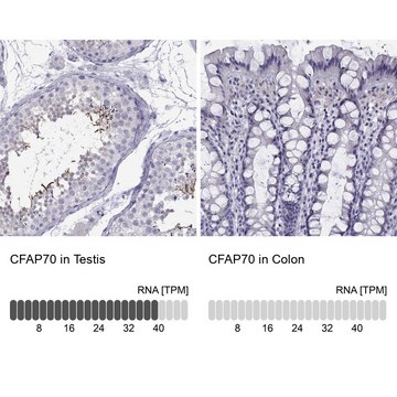 Anti-CFAP70 Prestige Antibodies&#174; Powered by Atlas Antibodies, affinity isolated antibody